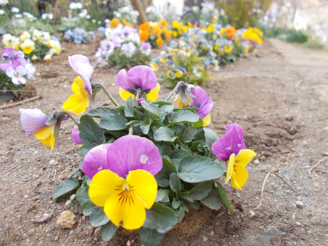 追加有り⭕️乾電池式【動作確認済】Nikon COOLPIX A10　シルバー