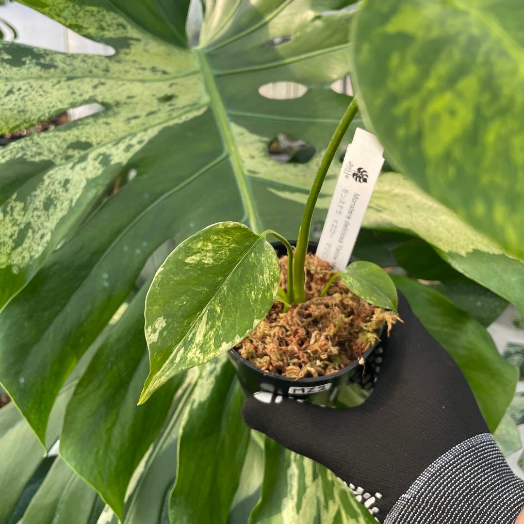 MZ2 モンステラ　イエローマリリン　黄斑入り