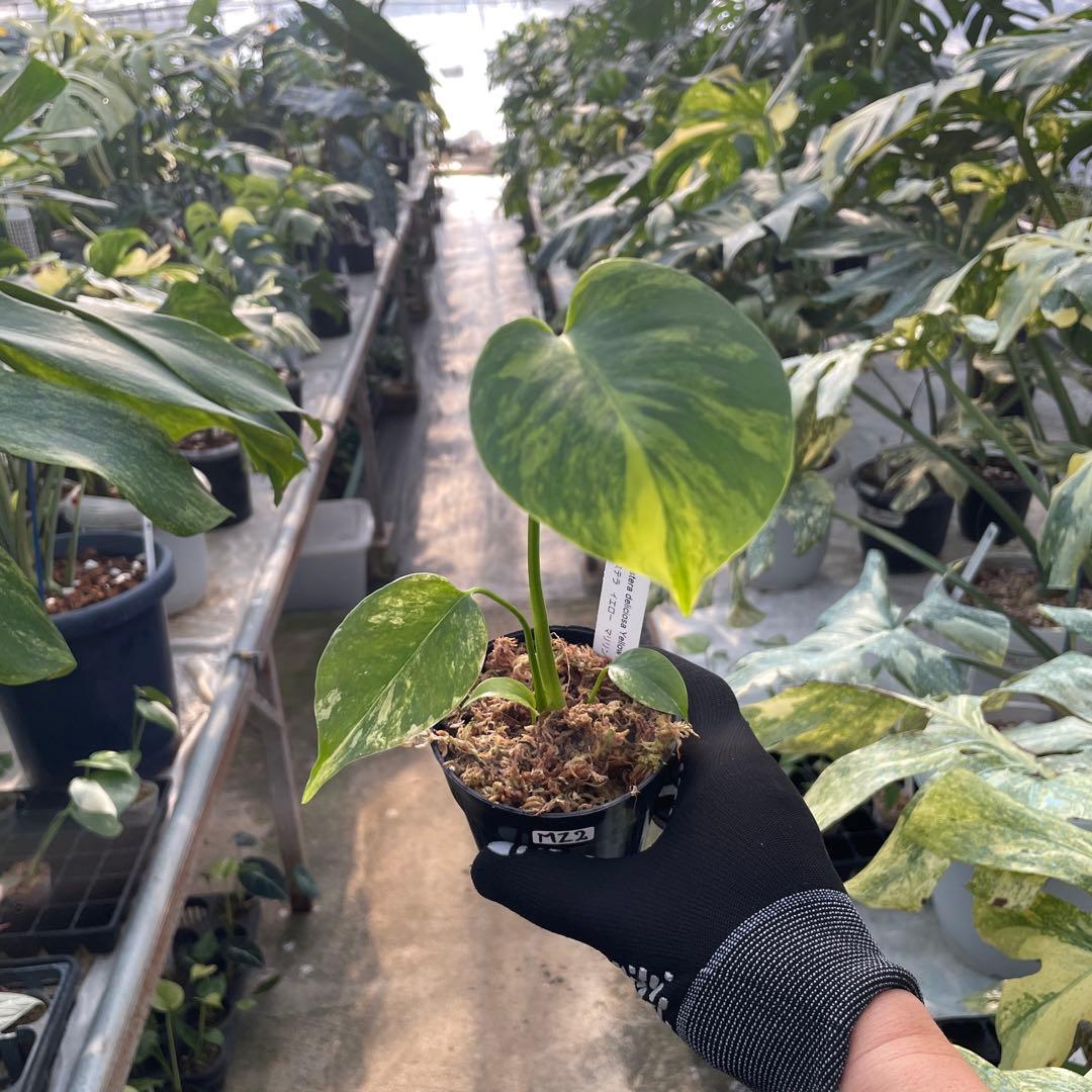 MZ2 モンステラ　イエローマリリン　黄斑入り