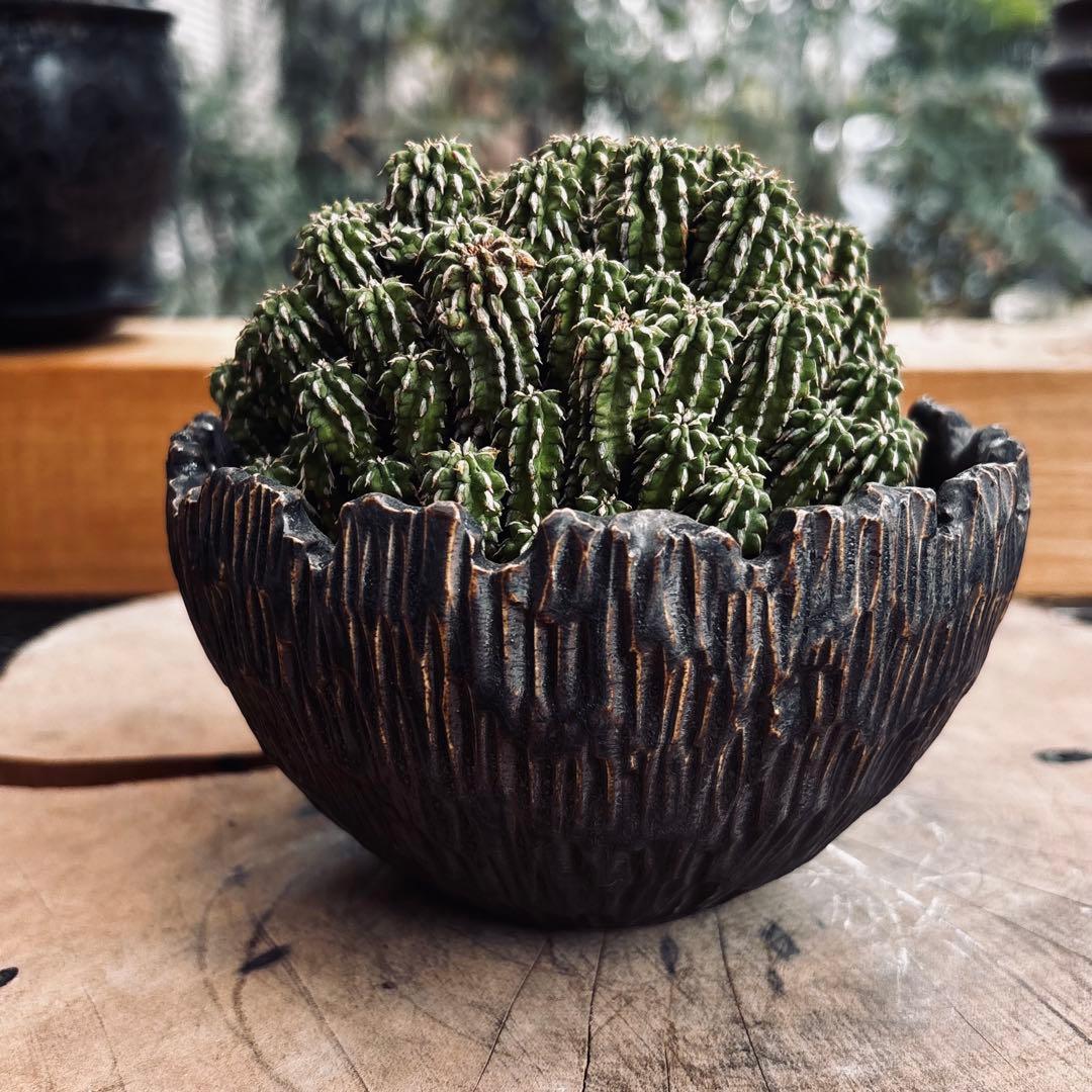 短期間限定超特価！ 特大株 ユーフォルビア セプルタ ソマリア 中川智治 作家鉢