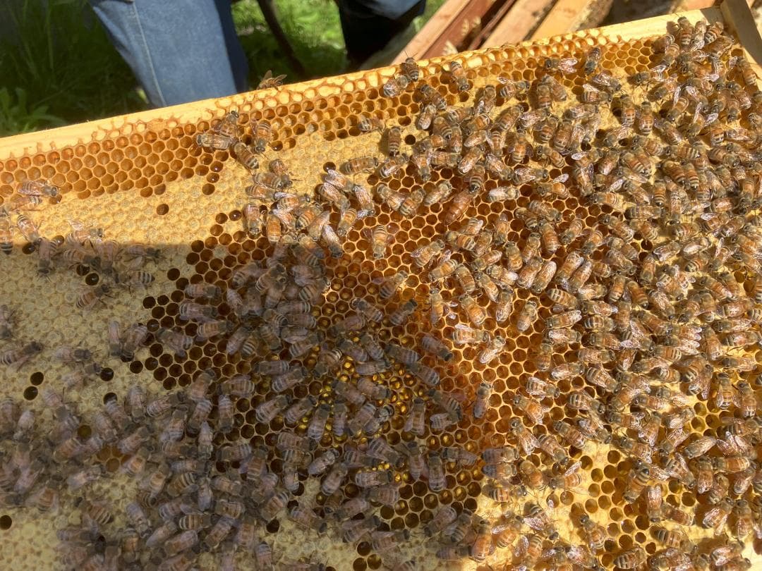 国産蜂蜜 1000g 3種 アカシア 百花 栗蜜 セイヨウミツバチ はちみつ