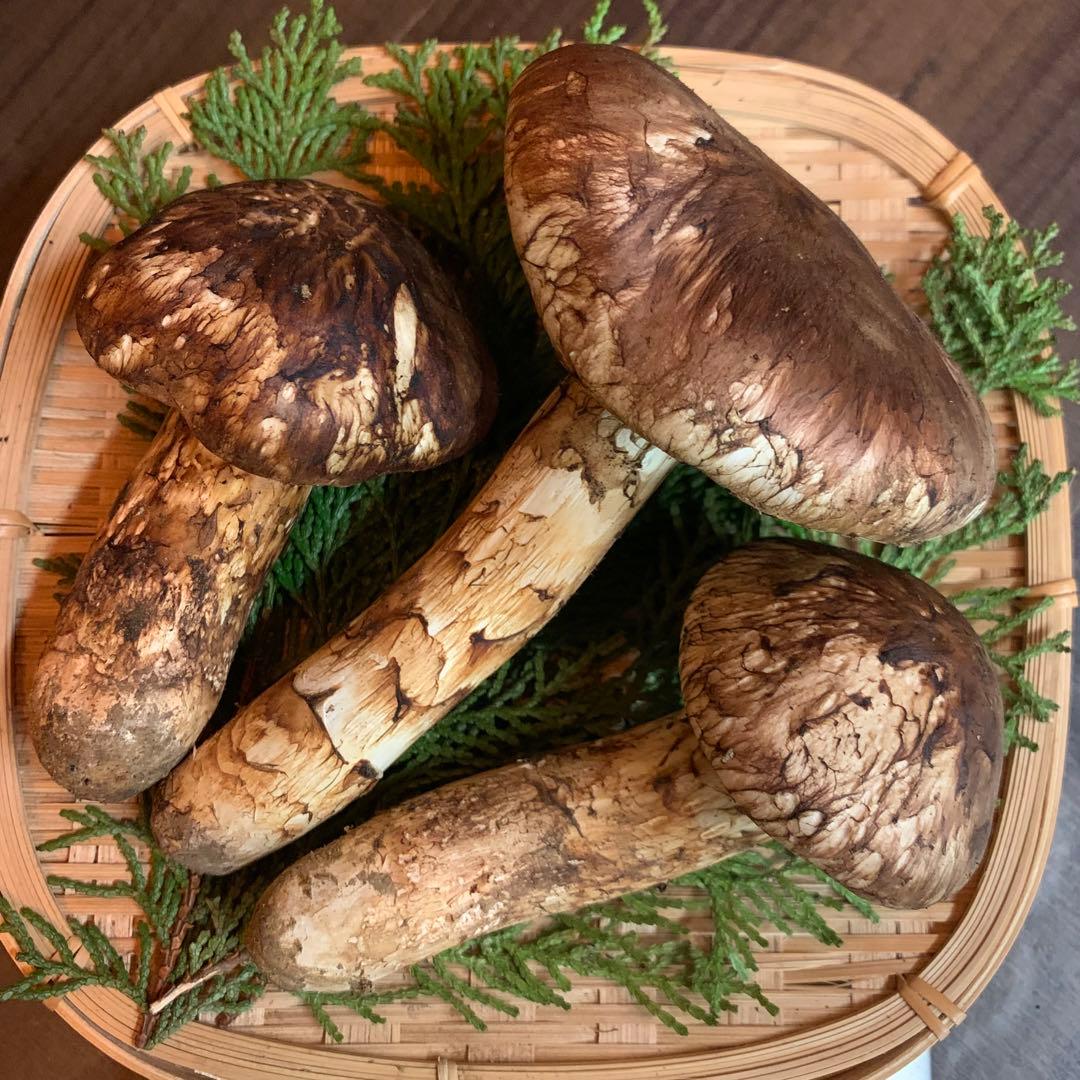 ④秀品【岩手県産天然松茸】収穫最終　国産本場　開き採れたて　産地直送　190g