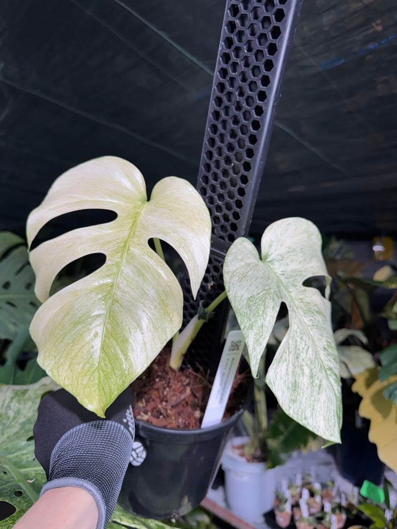 モンステラ　ボルギシアナ　絶美斑入りフルミント株