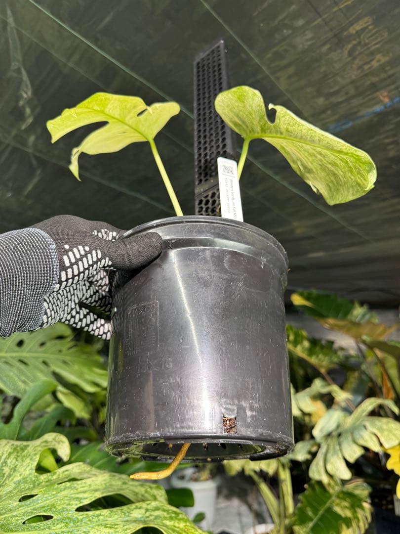 モンステラ　ボルギシアナ　絶美斑入りフルミント株