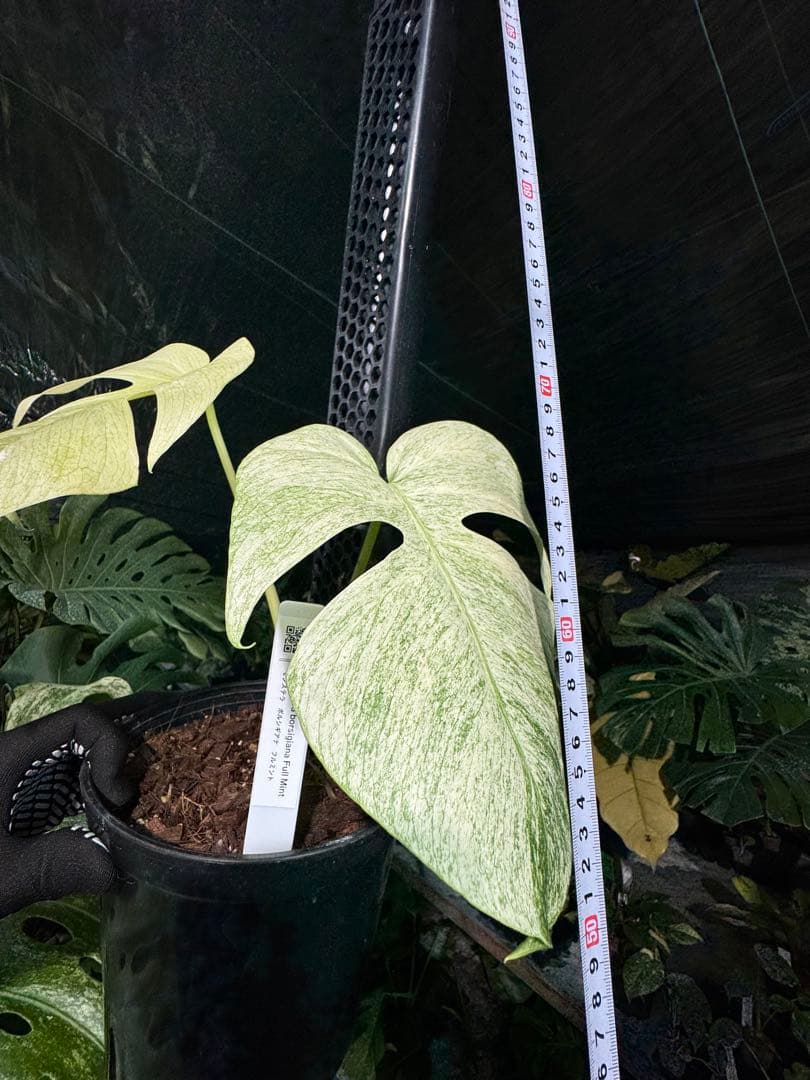 モンステラ　ボルギシアナ　絶美斑入りフルミント株