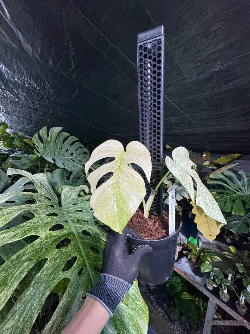 モンステラ　ボルギシアナ　絶美斑入りフルミント株