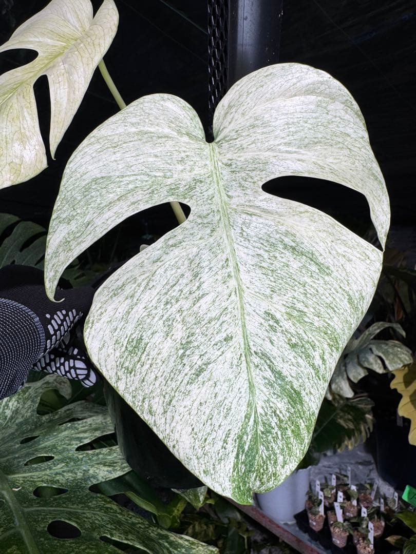 モンステラ　ボルギシアナ　絶美斑入りフルミント株