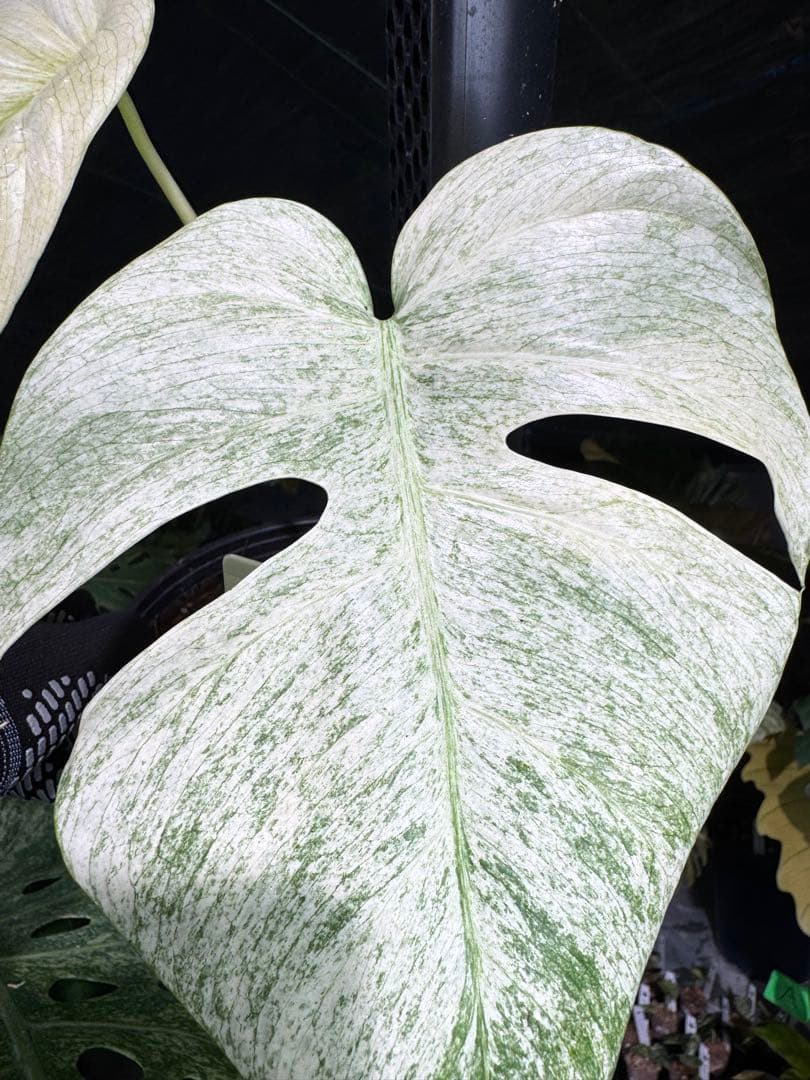 モンステラ　ボルギシアナ　絶美斑入りフルミント株