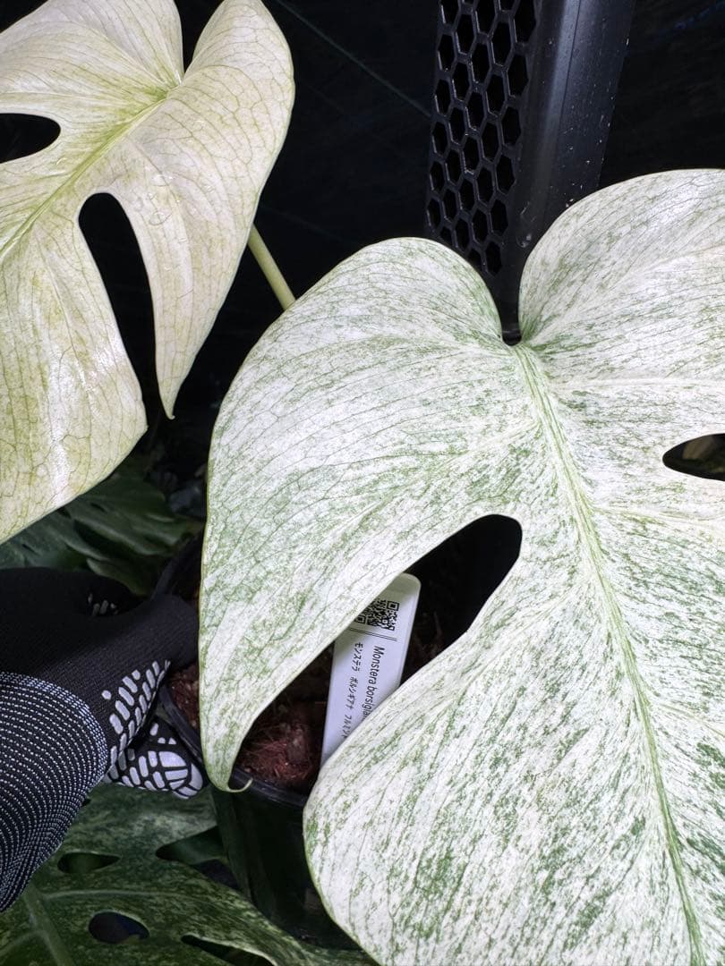 モンステラ　ボルギシアナ　絶美斑入りフルミント株