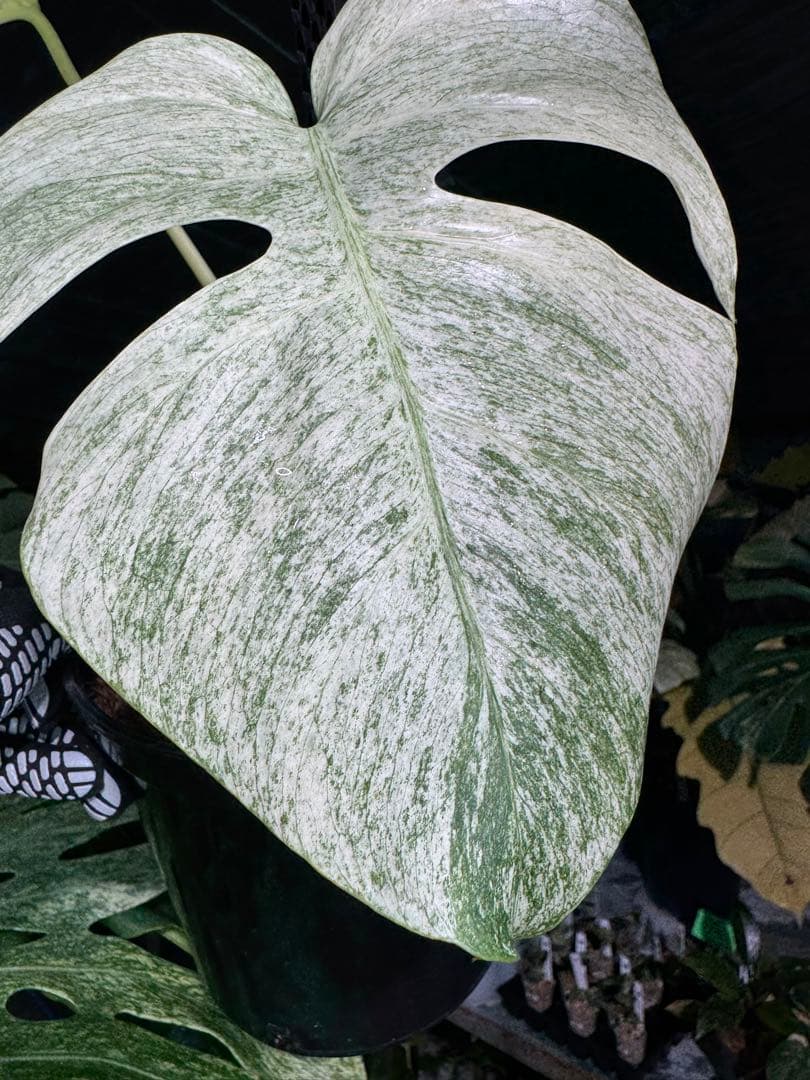 モンステラ　ボルギシアナ　絶美斑入りフルミント株