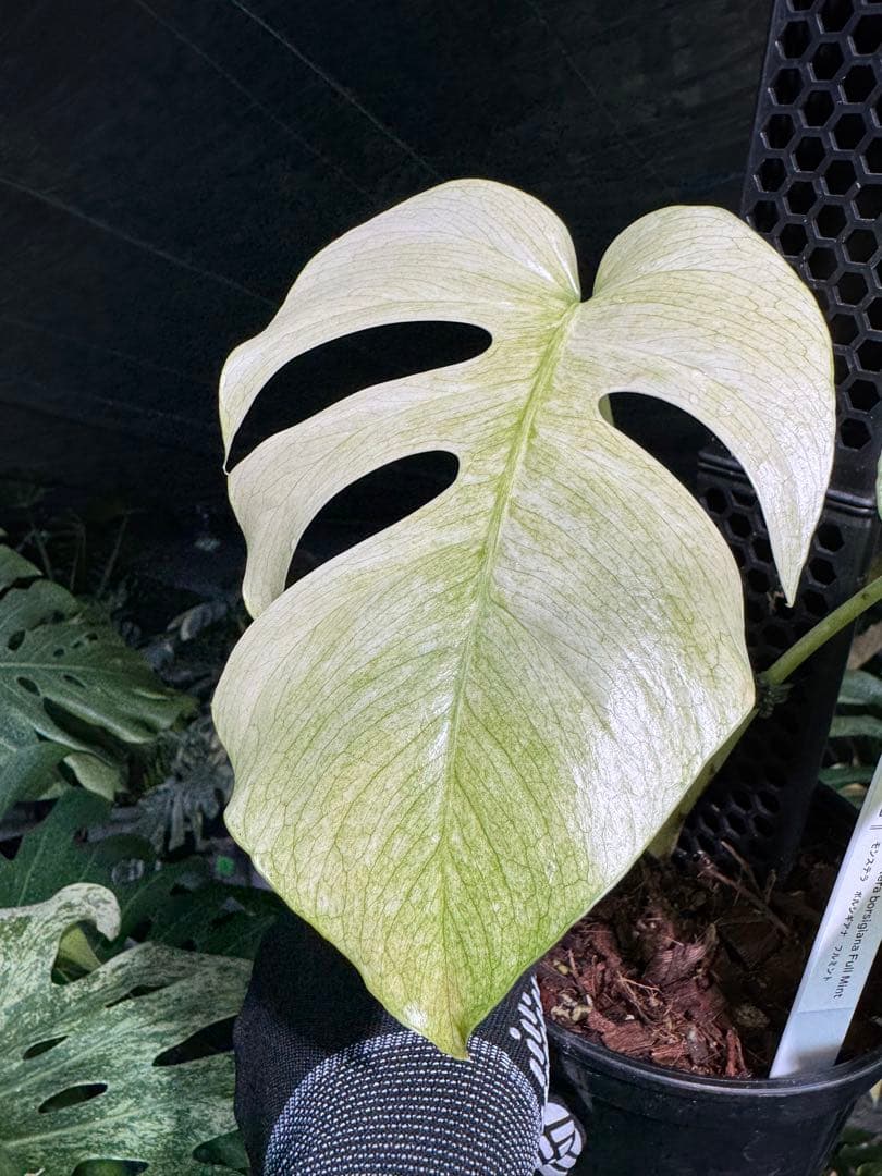 モンステラ　ボルギシアナ　絶美斑入りフルミント株