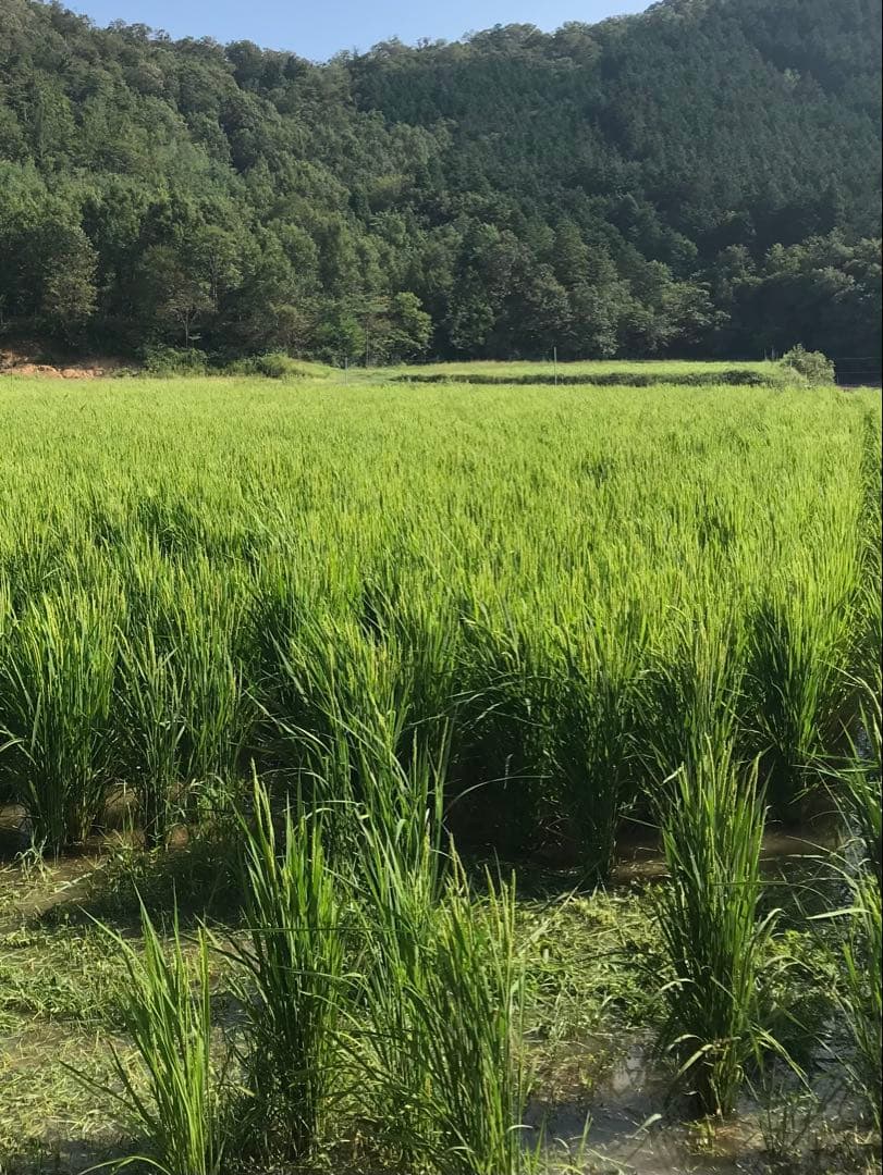 Natural farming自然栽培玄 モンテッソーリー教育 腸脳相関 知育