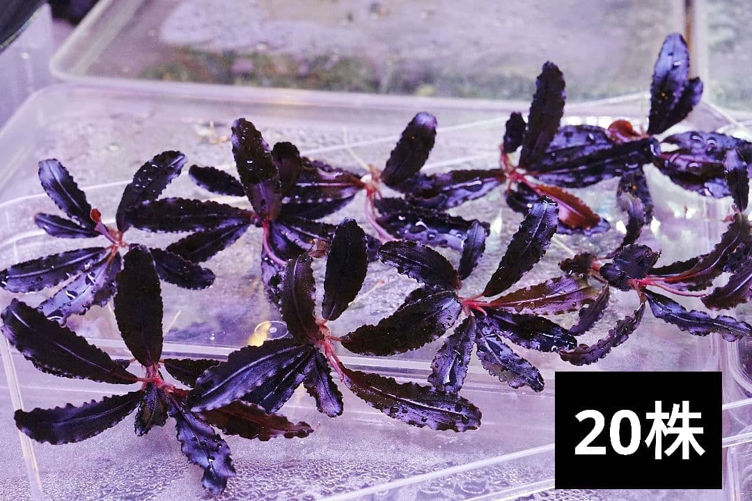 クダガン　20株　ブセファランドラ　水上葉　組織培養　水草セット