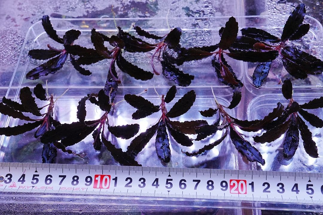 クダガン　20株　ブセファランドラ　水上葉　組織培養　水草セット