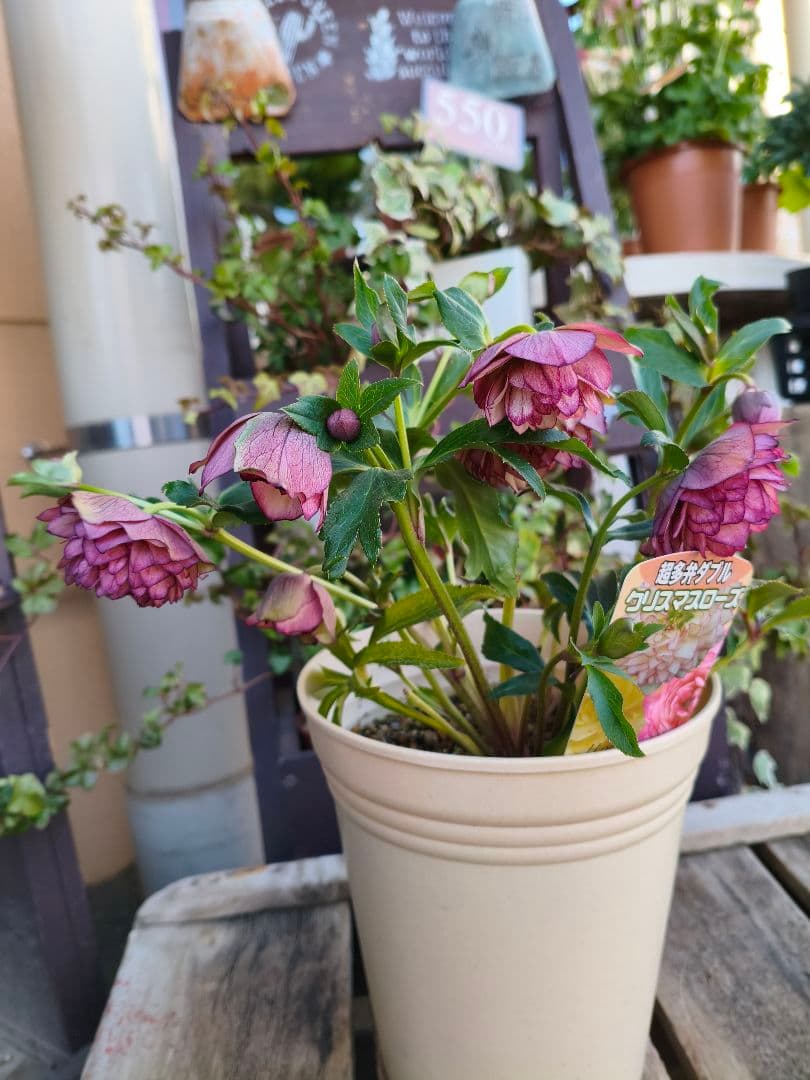 ピ*ピ様 超多弁八重咲きクリスマスローズがお買い得！アプリコット【6号】015