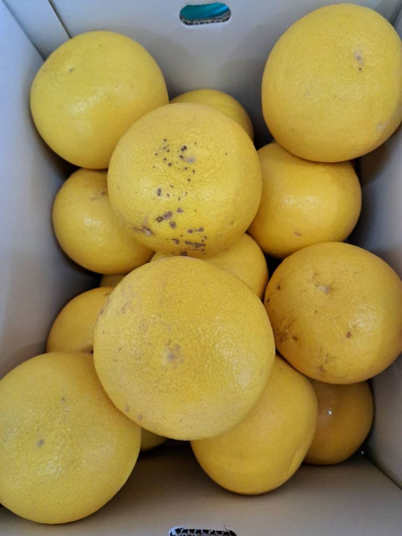 地元果物屋おすすめ高知宿毛産土佐文旦2Lサイズ20キロ家庭用大【メルカリ便送込