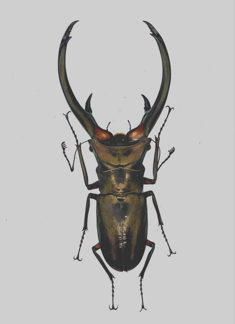 大型エラフスホソアカクワガタ100アップ