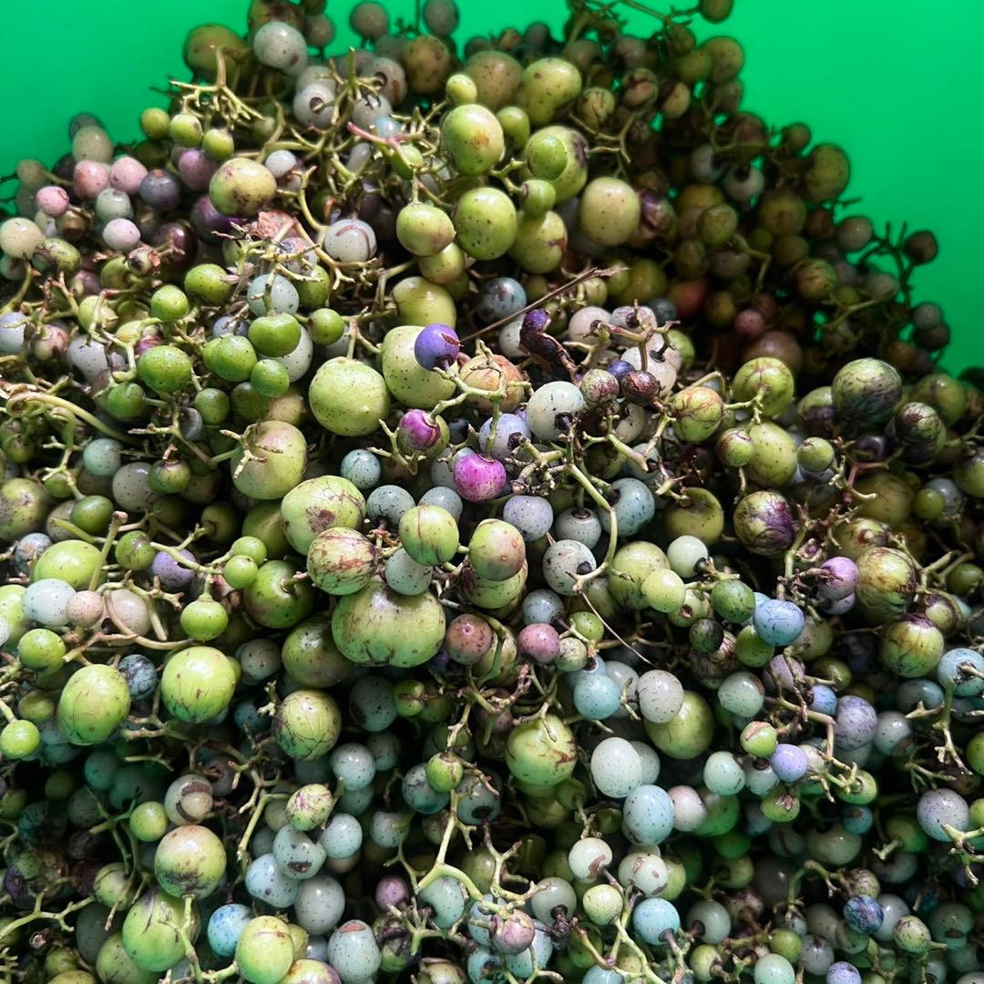 岩手県産 3kg 野ぶどう うまぶどう　冷凍クール便　250g×12袋