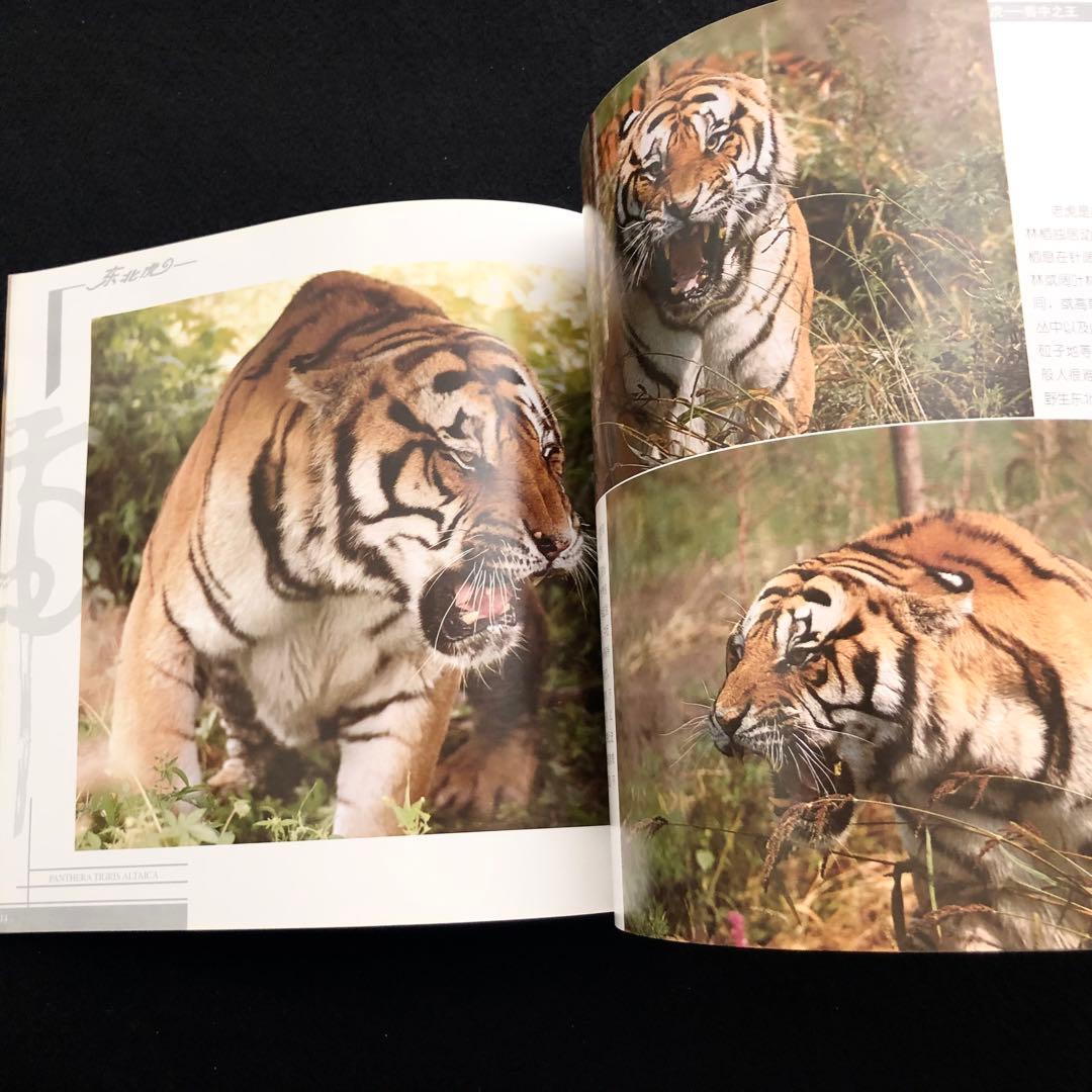 アムールトラ（シベリアトラ）写真集「東北虎 上・下巻」2冊セット 刘丹 撮影