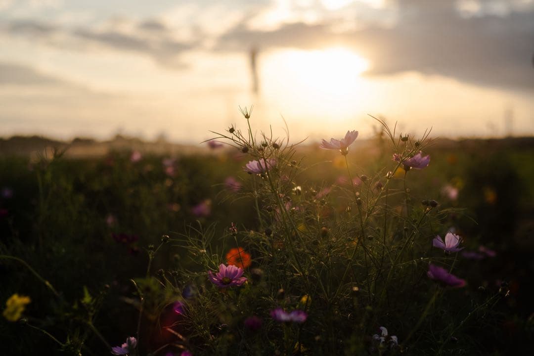 Voigtländer NOKTON CLASSIC 40mm F1.4 SC