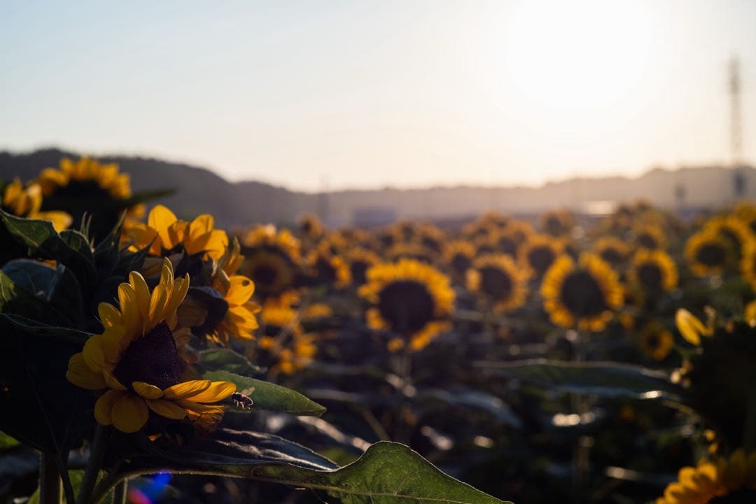 Voigtländer NOKTON CLASSIC 40mm F1.4 SC