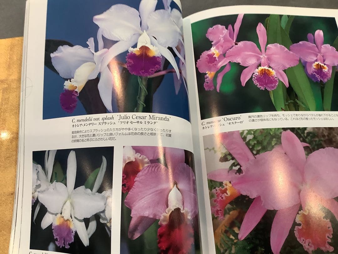 原種　カトレアの世界WORLD CATTLEYA SPECIES
