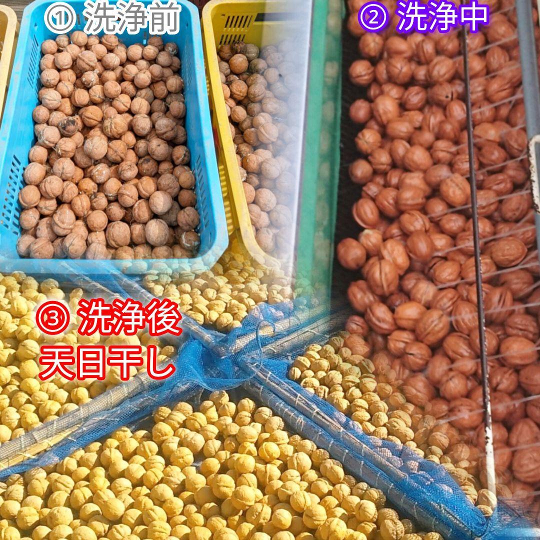 【ジャンドゥーヤ商品】 25年産 新物 国産 殻付き信濃くるみ 長野県産