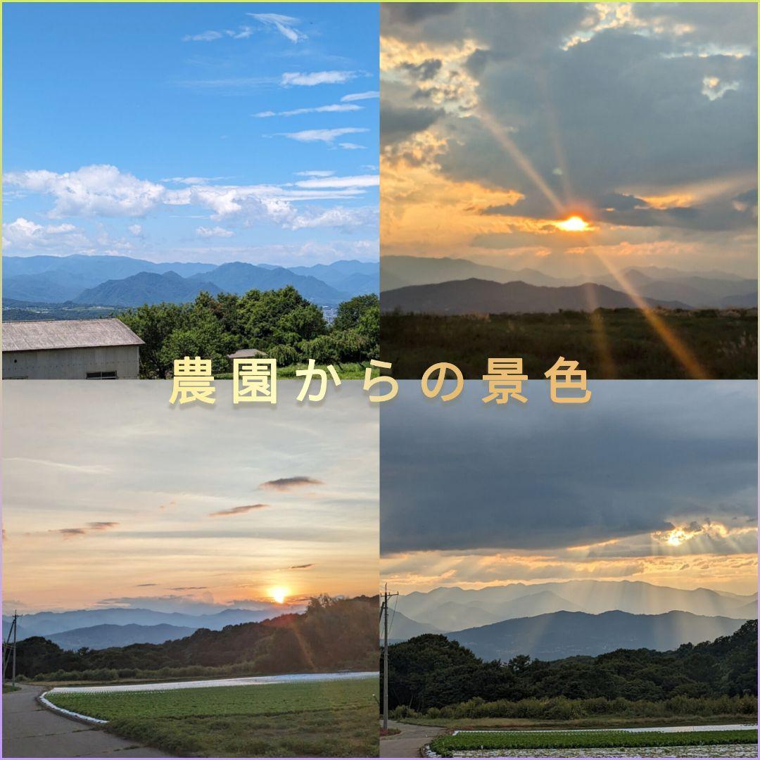 【ジャンドゥーヤ商品】 25年産 新物 国産 殻付き信濃くるみ 長野県産