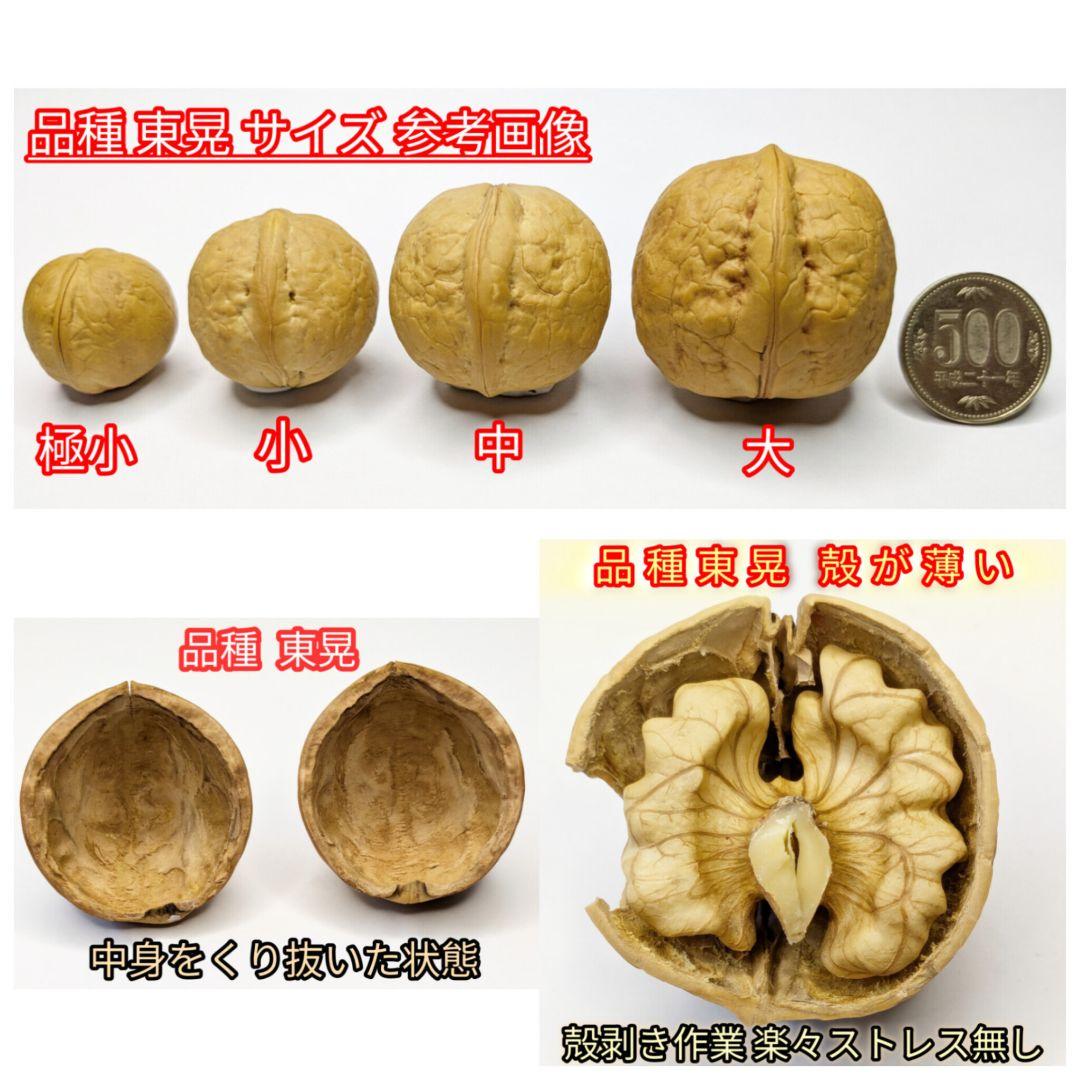 【ジャンドゥーヤ商品】 25年産 新物 国産 殻付き信濃くるみ 長野県産