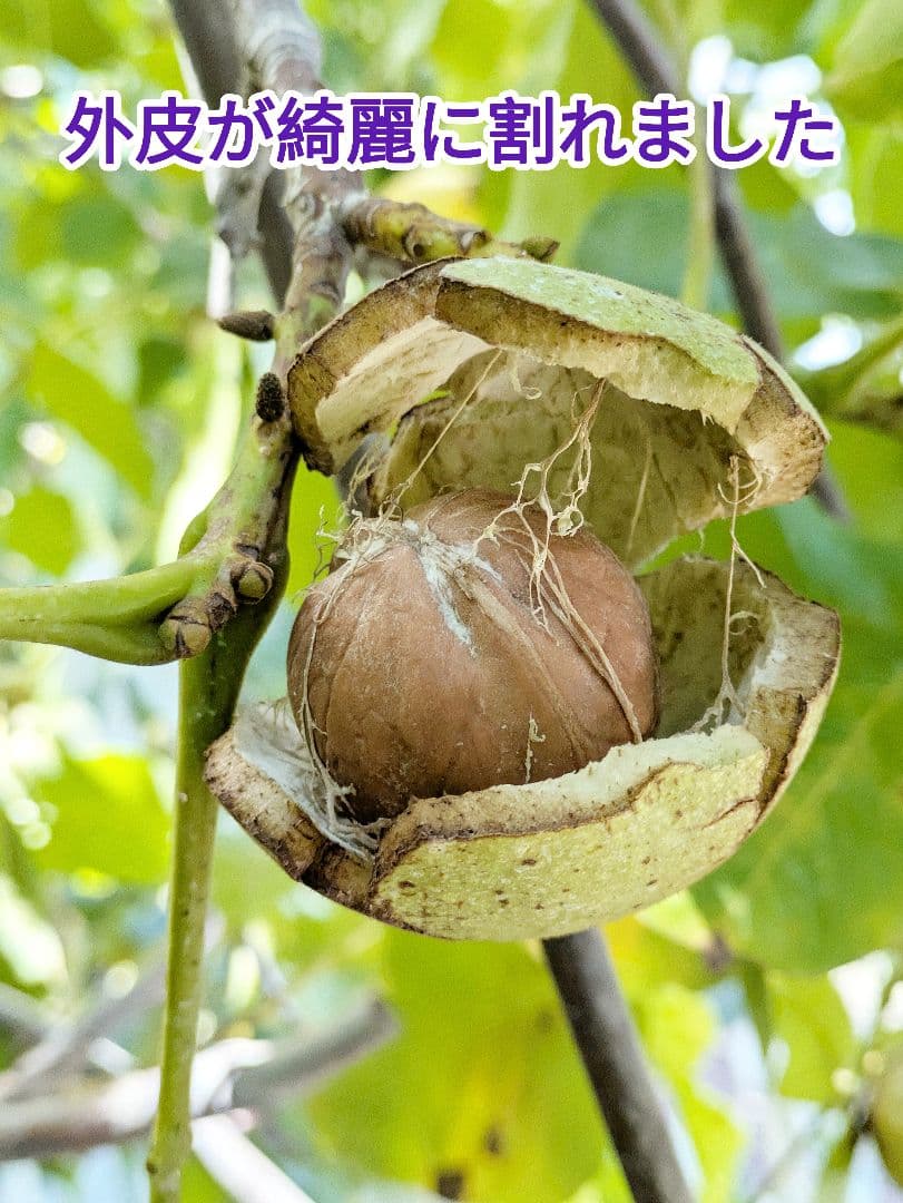 【ジャンドゥーヤ商品】 25年産 新物 国産 殻付き信濃くるみ 長野県産