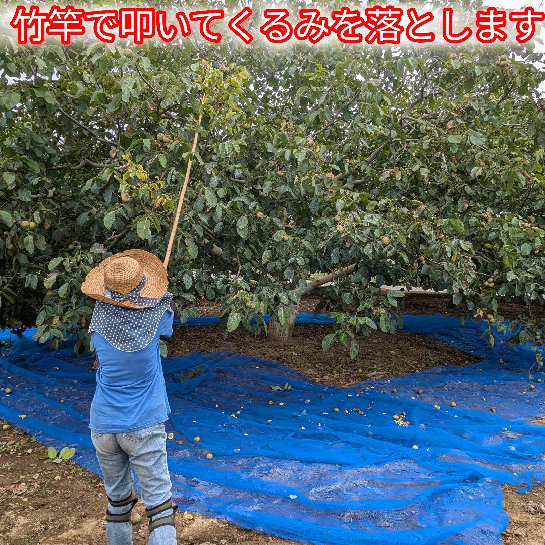 【ジャンドゥーヤ商品】 25年産 新物 国産 殻付き信濃くるみ 長野県産