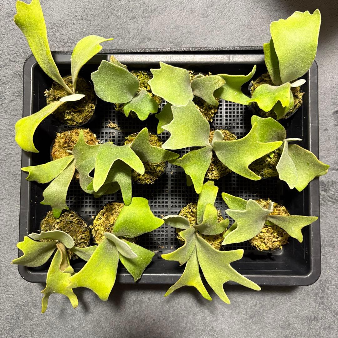 拳王　ビカクシダ板職人　