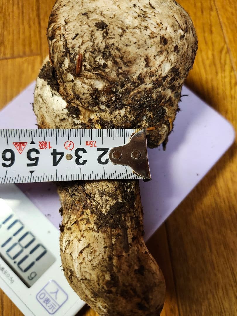 長野県　松茸　栂池松茸　信州