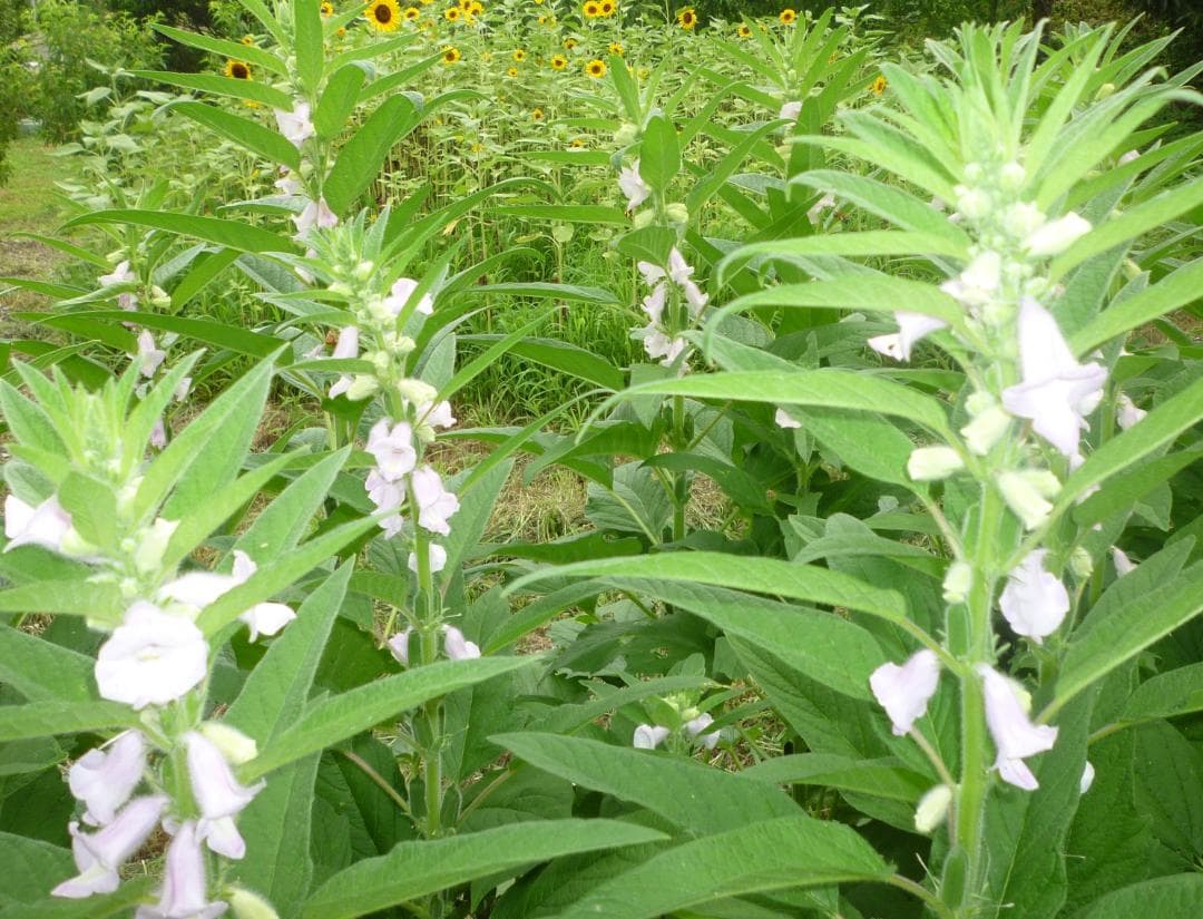 安心の日本みつばち 芳醇 糖度81％ 優良品 非加熱 秋はちみつ1,100ｇ