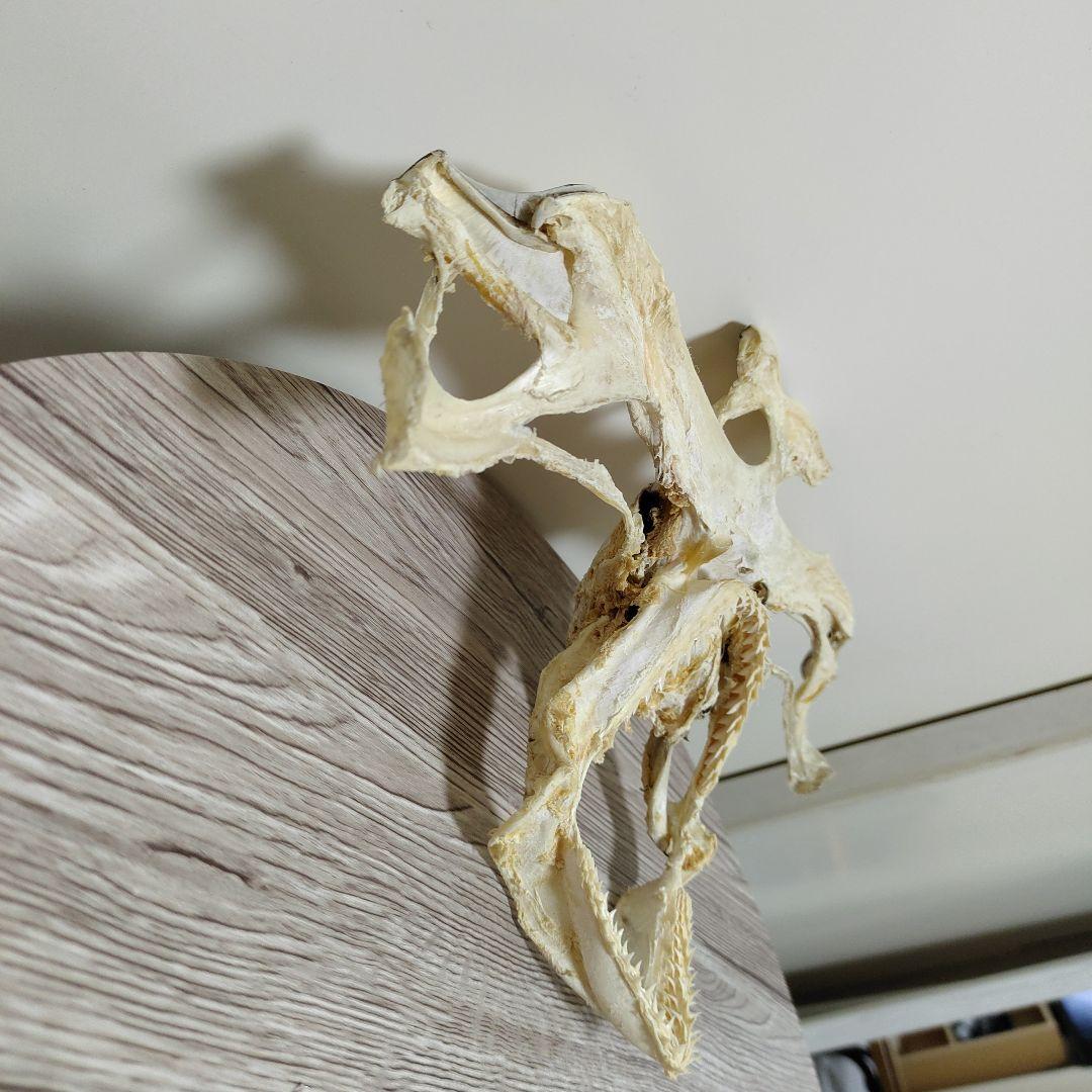 シュモクザメ　アゴ　標本