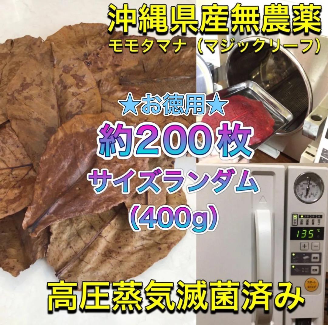 お徳用！サイズランダム400g高圧蒸気滅菌沖縄県産無農薬モモタマナ