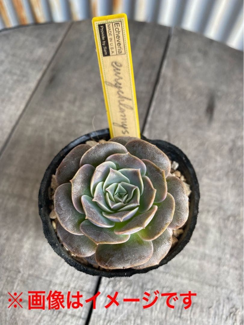 8 希少丸葉タイプ　エリキュラミス