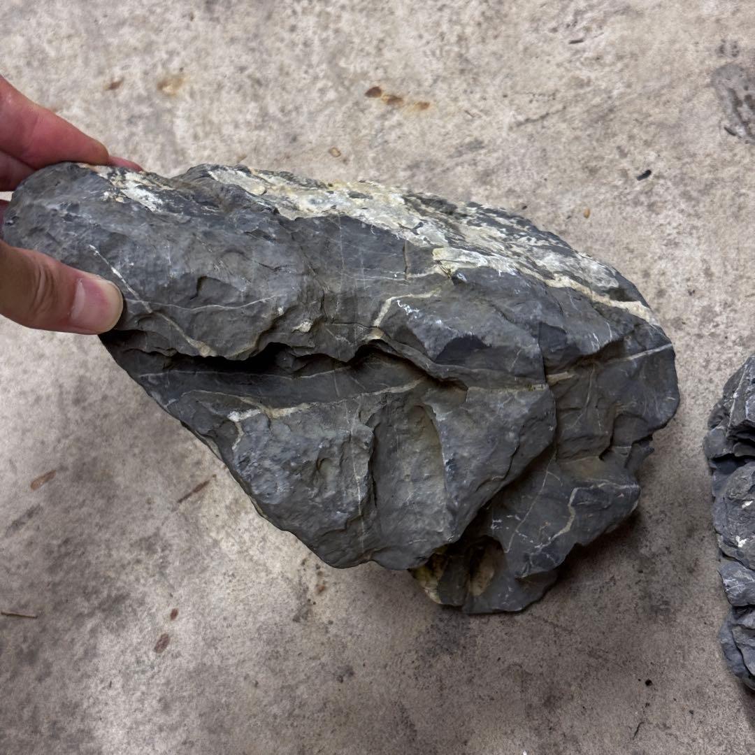 ADA龍王石 竜王石　セット　良型　1