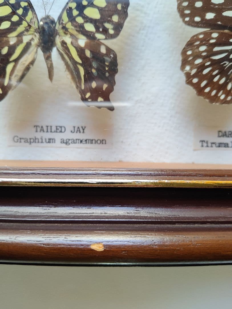 モルフォ 蝶 昆虫 標本 アート インテリア アンティーク 額装 額入り