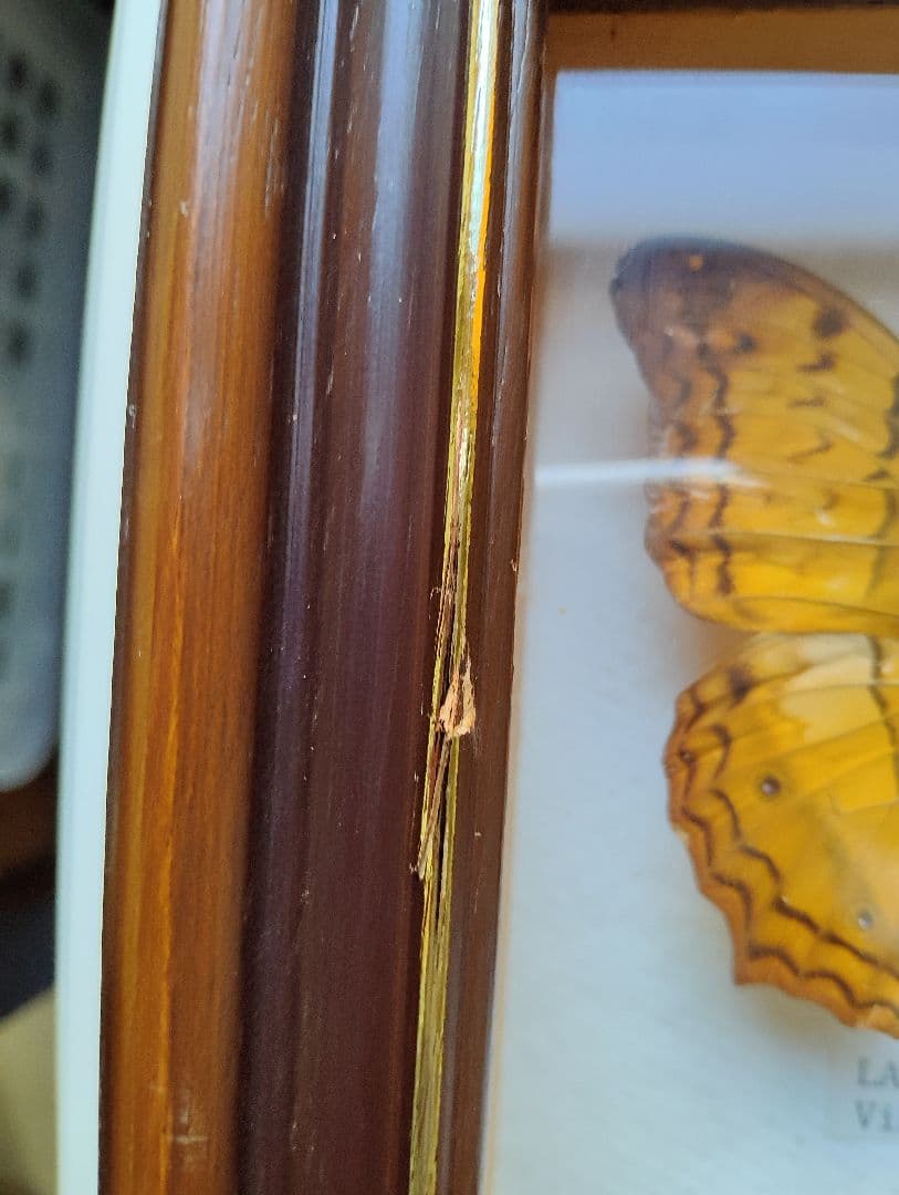 モルフォ 蝶 昆虫 標本 アート インテリア アンティーク 額装 額入り