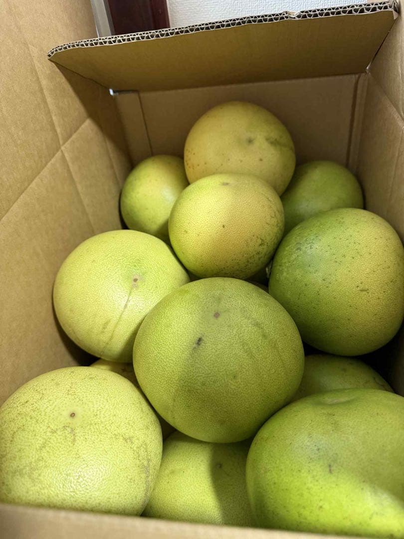 チャンドラポメロ　20個