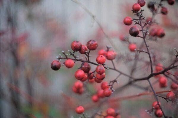 ★まあ綺麗★Olympus F.Zuiko Auto-S 38mm F1.8