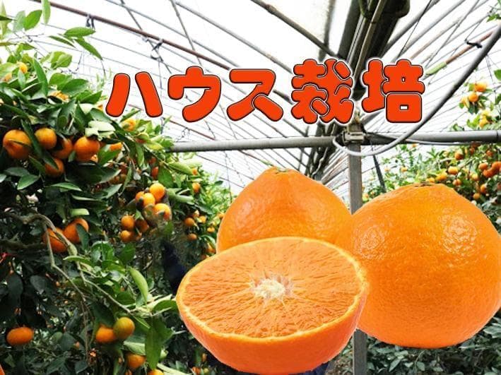 【mgmg】SUIGUNマドンナ6Kg×２か所発送
