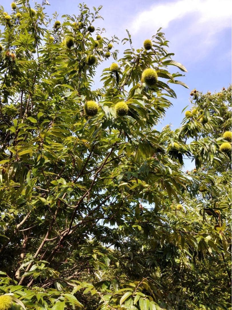 熊本県産　栗　生栗　まゆみ農園　注文画面