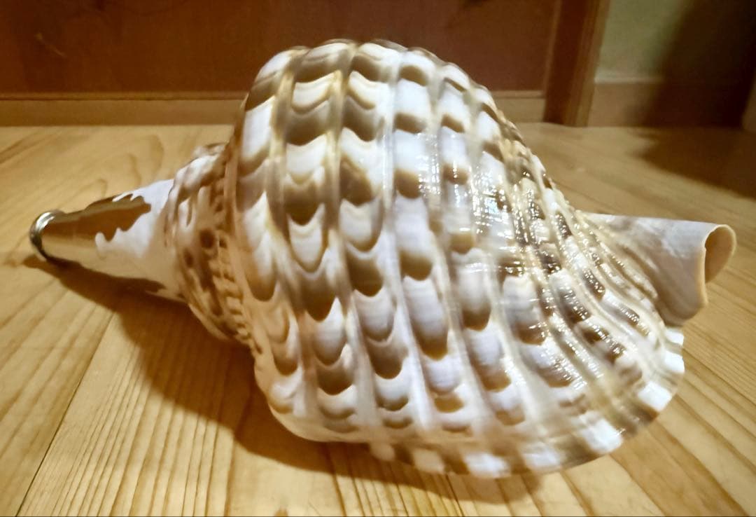 希少セイヨウ法螺貝　山伏　密教　魔除け熊よけホラガイ　ほら貝