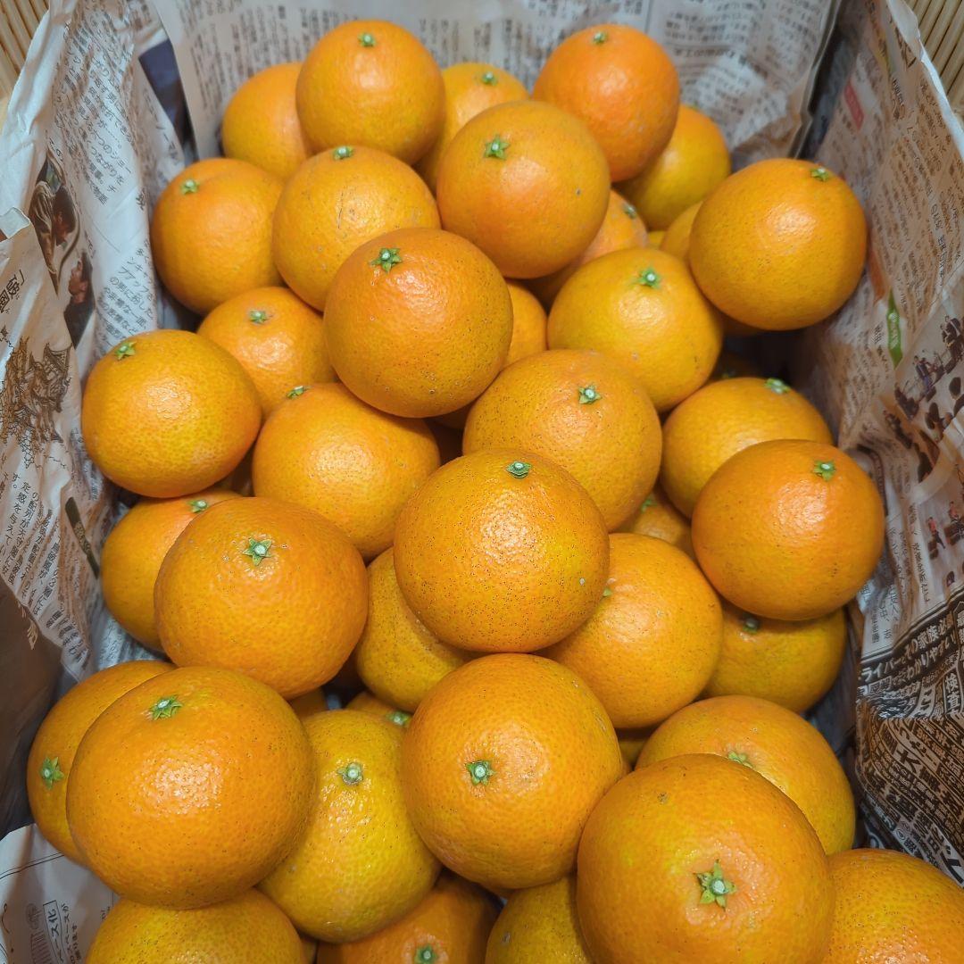 133愛果 まどんな 家庭用 10kg