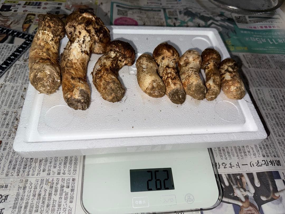 【10月15日朝採れ】広島県産松茸　262グラム