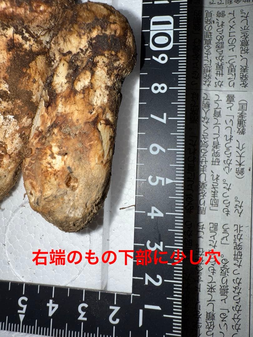 【10月15日朝採れ】広島県産松茸　262グラム