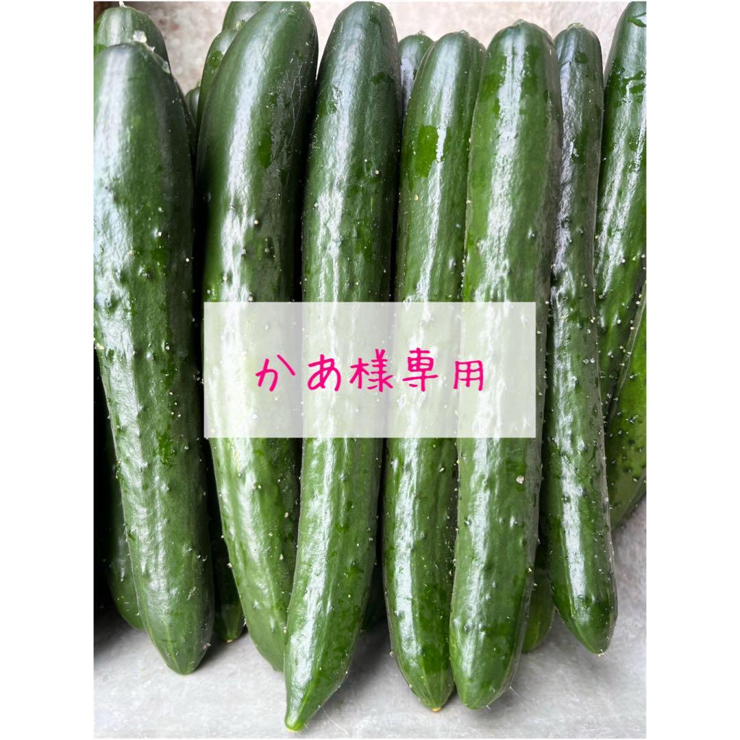 きゅうり 20キロ　 農家直送 新鮮野菜 キュウリ 胡瓜 宮崎県産
