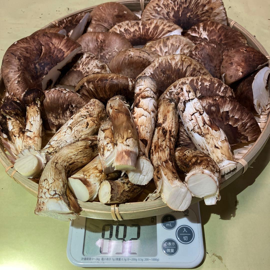 岩手県産松茸　訳あり　892g